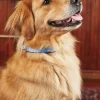 Southern Tide Skipjack Dog Collar